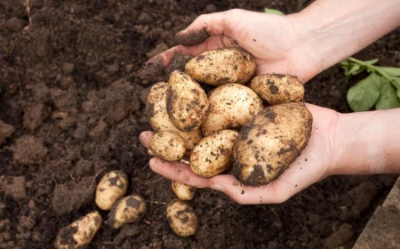comment savoir quand recolter les pommes de terre pour les conserver pommes de terres extractes entre 2 mains