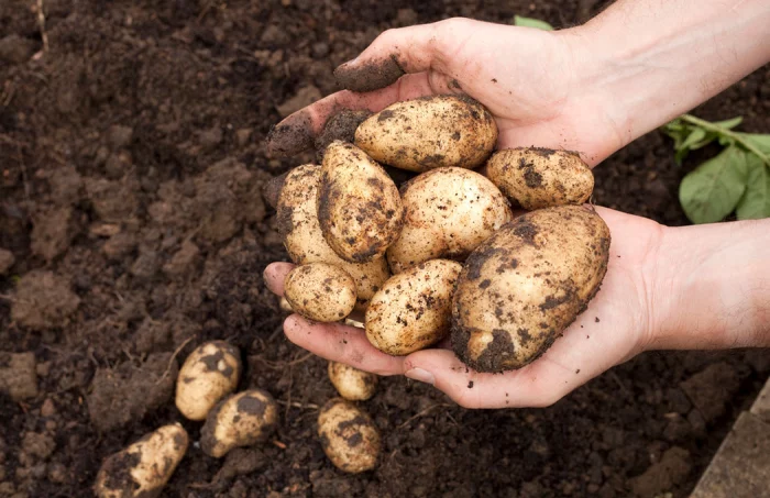 comment savoir quand recolter les pommes de terre pour les conserver pommes de terres extractes entre 2 mains