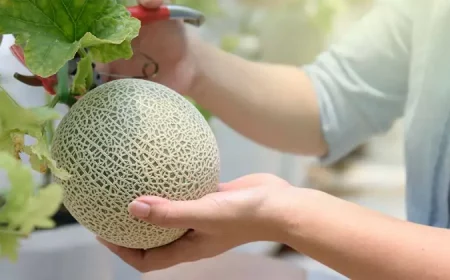 comment savoir si un melon est mur par sa texture
