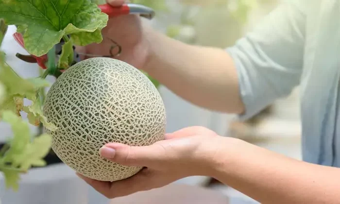 comment savoir si un melon est mur par sa texture
