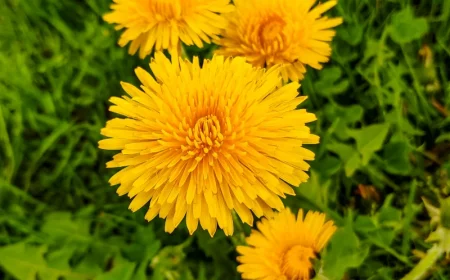 comment se debarraser des pissenlits dans mon jardin une fleur jaune avec des feuilles vertes