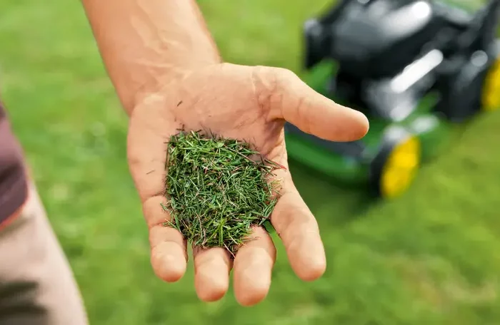 comment se debarrasser de l herbe tondue pelouse coupee dans la main