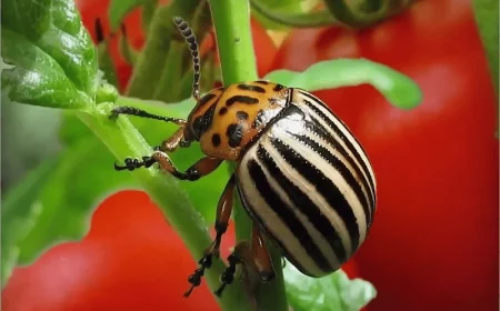 comment se debarrasser des punaises sur les tomates punaise sur le fond de tomates rouge et verte