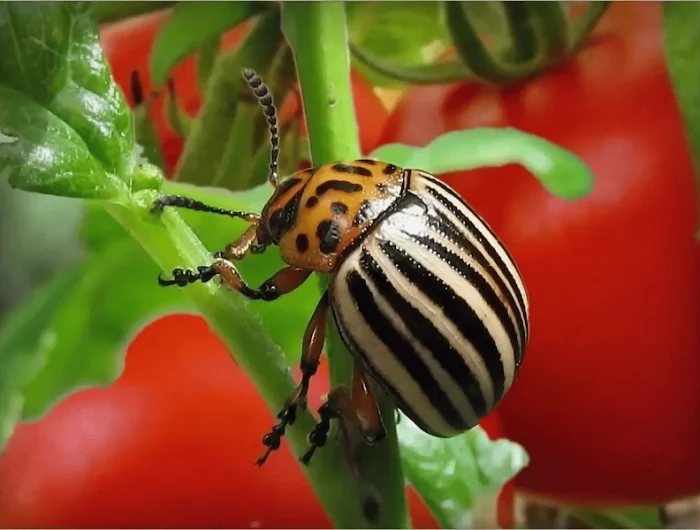 comment se debarrasser des punaises sur les tomates punaise sur le fond de tomates rouge et verte