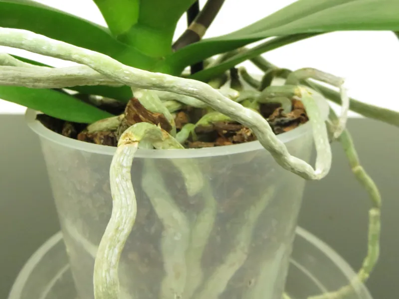 comment soigner les racines blanches d une orchidee
