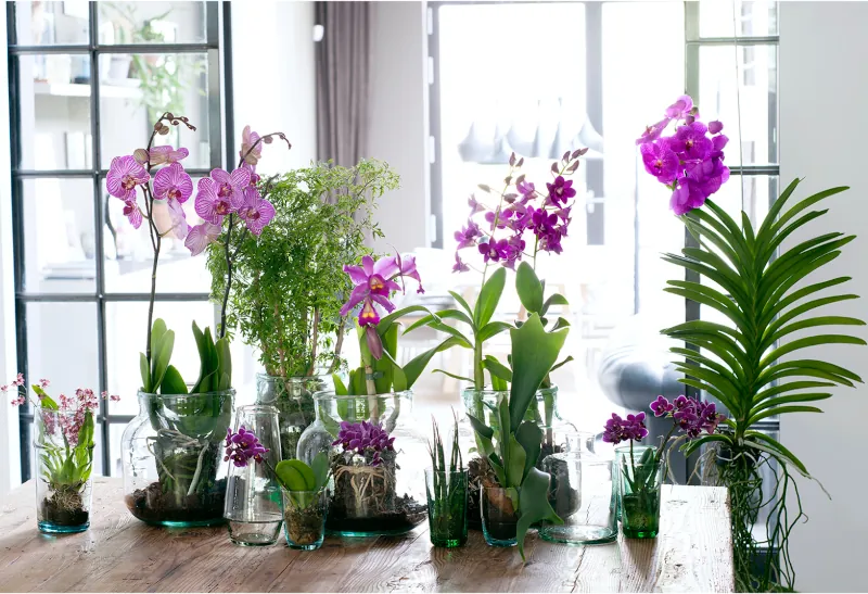 comment soigner son orchidee astuces et conseils