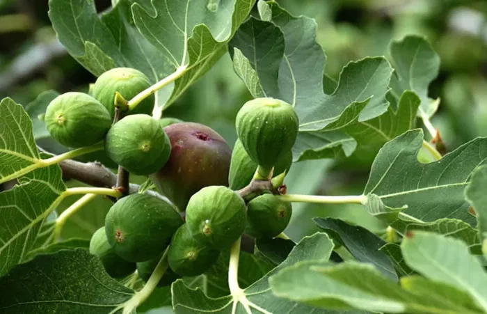 comment stimuler la production de fruits sur un arbre fruitier