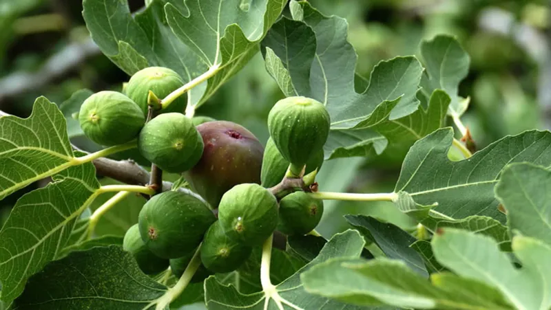 comment stimuler la production de fruits sur un arbre fruitier