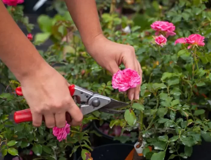 comment tailler rosier couvre sol en forme d'arbuste