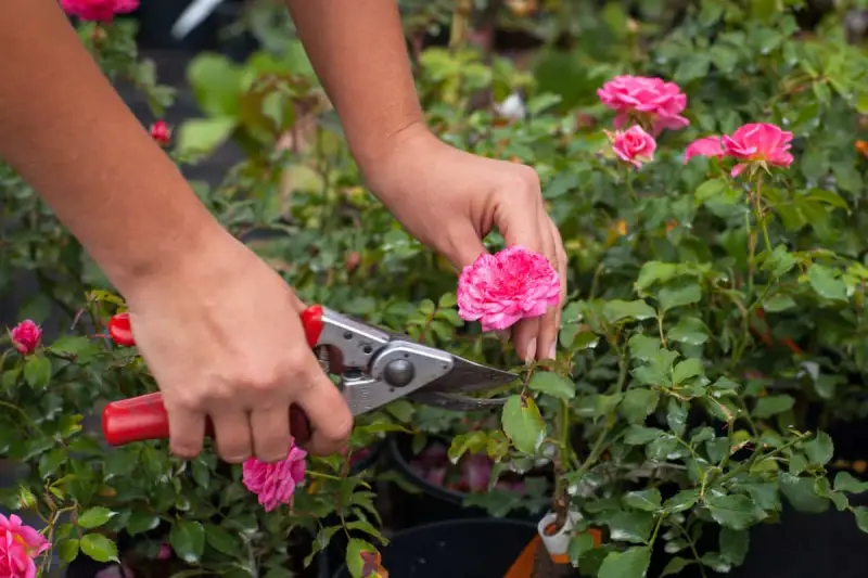 comment tailler rosier couvre sol en forme d'arbuste