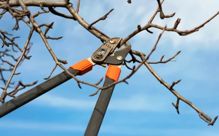 comment tailler un arbre fruitier a noyaux branche prete a etre tailler