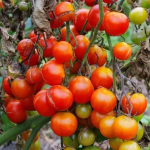 Comment assainir la terre après le mildiou naturellement ? Quoi planter après les tomates ?