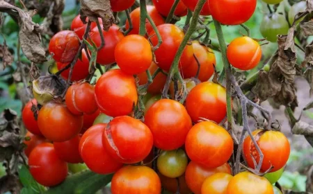 comment traiter la terre contre le mildiou plant de tomates rouges certains atteints par le mildiou