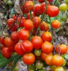 comment traiter la terre contre le mildiou plant de tomates rouges certains atteints par le mildiou