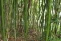 Comment tuer des bambous naturellement ? Les méthodes les plus simples