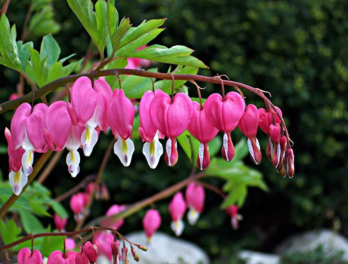 composer massif plantes vivaces coeur sanglant