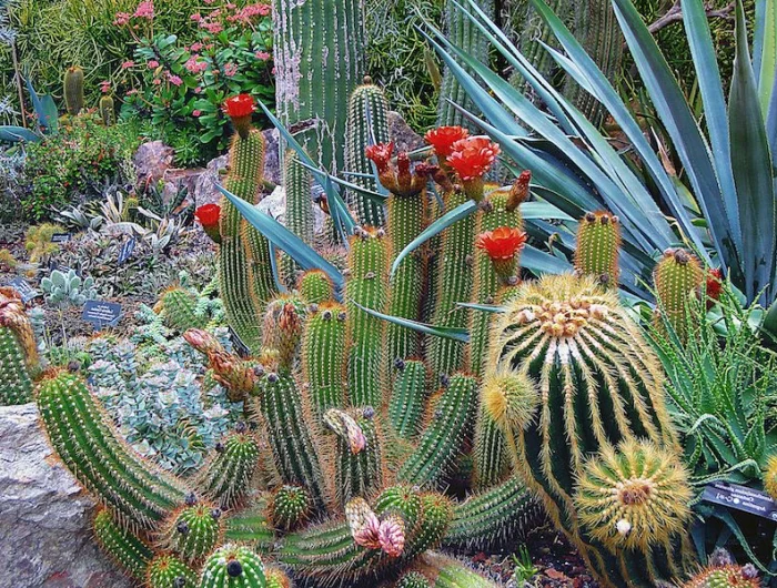 composer massif plantes vivaces de jardin massif aux cactus