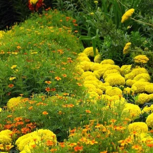 Comment composer un massif de plantes vivaces en plein soleil fleuries toute l’année, sans entretien ?