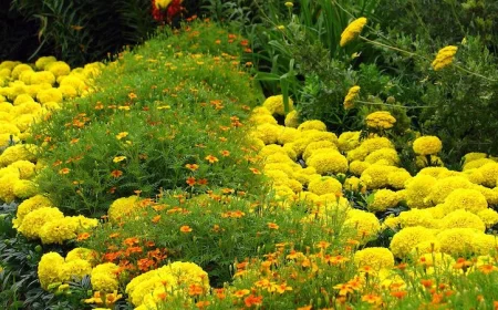 composer massif plantes vivaces fleurs jaunes