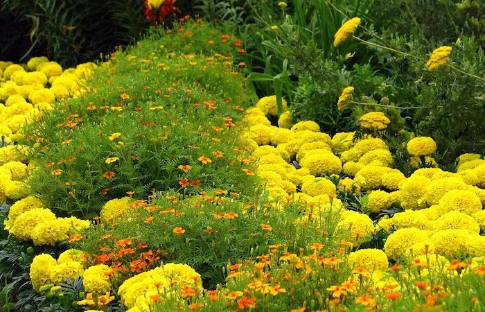 composer massif plantes vivaces fleurs jaunes