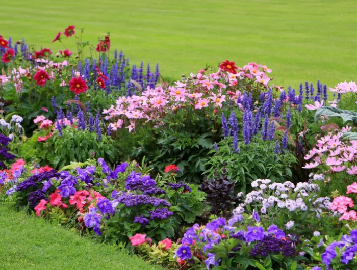 composer un massif de plantes vivaces en plain soleil fleuries toute l’année sans entretien plate bande fleurie parmi gazon