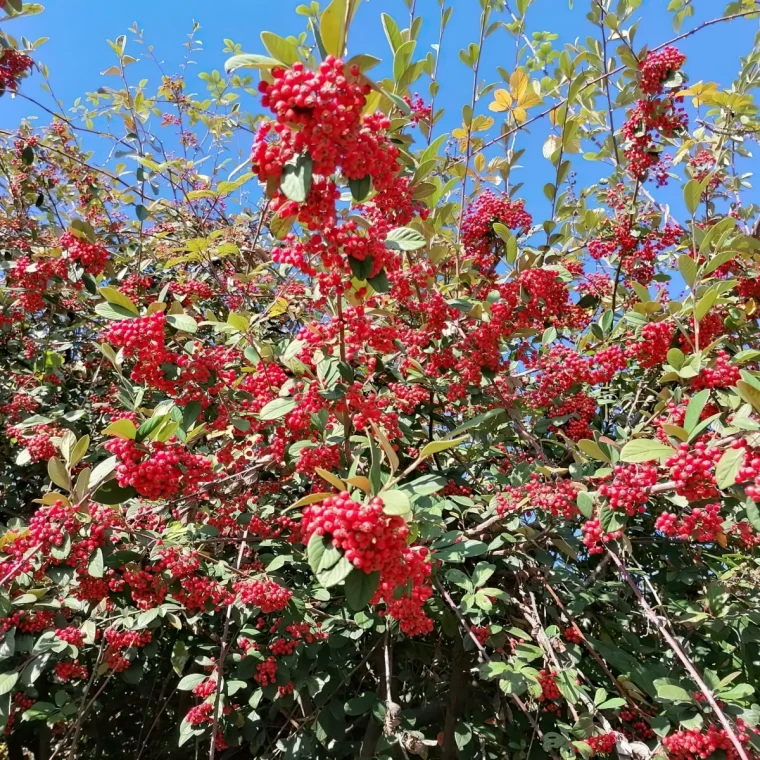 cotoneaster lacteus arbuste persistant rustique baies rouges feuilles jaunes