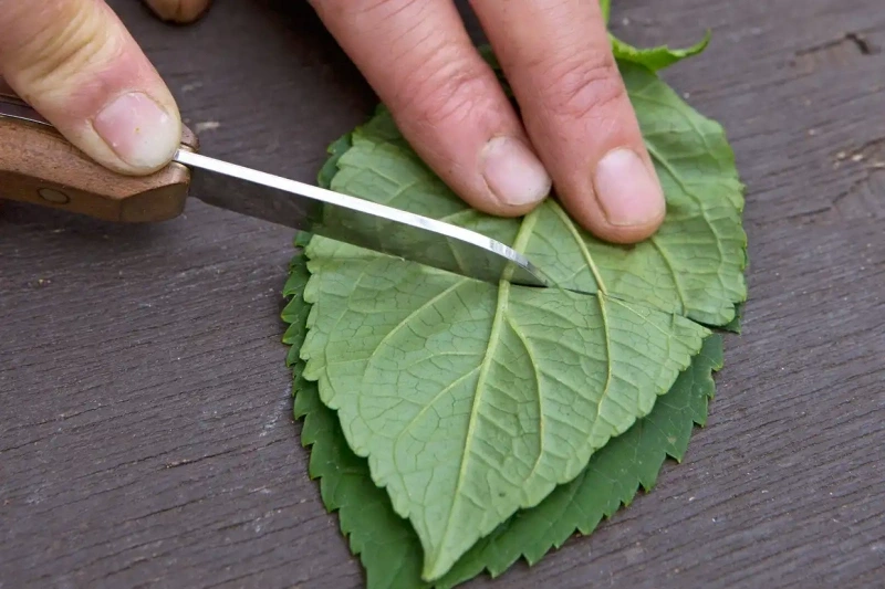 couper des feuilles hortensia boutures hydratation entretien enracinement