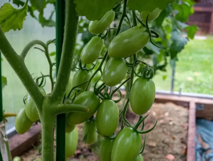 culture potager sous serre tomates plants support variete
