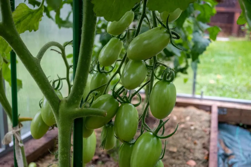 culture potager sous serre tomates plants support variete