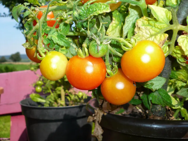 culture tomates en pot plastique feuillage tomates cerises