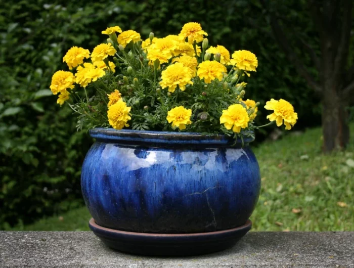 des fleurs jaunes dans un pot de couleur blue