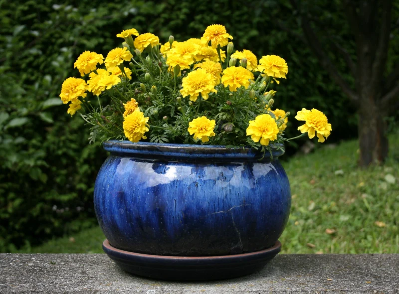 des fleurs jaunes dans un pot de couleur blue