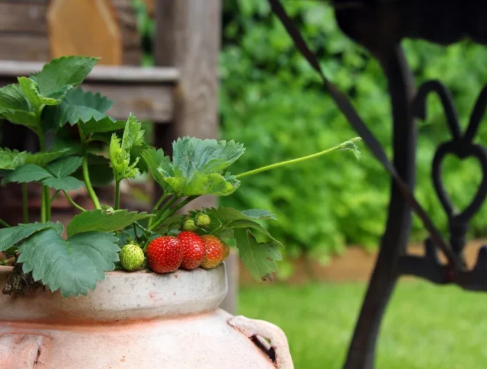 des fraises dans un pot au jardin