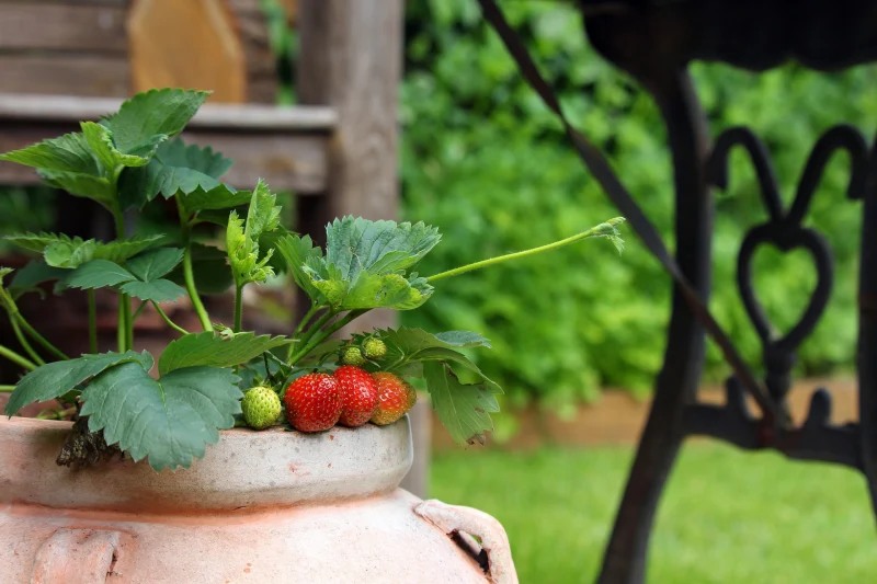 des fraises dans un pot au jardin