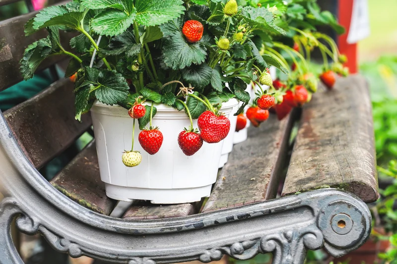 des fraises en pot sur un banc en bois et metal