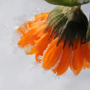 Quelle plante vivace en pot résistante au gel adopter en extérieur pour un hiver en couleur ?