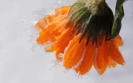 des plantes fleuris en en periode de gel fleur orange dans la neige