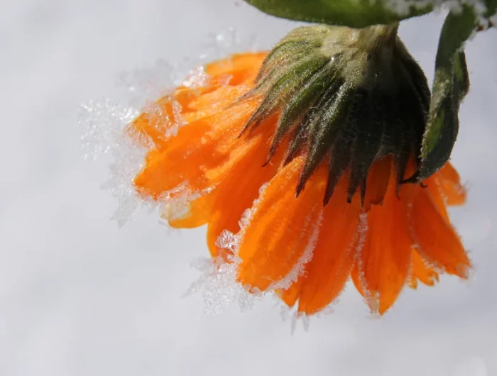 des plantes fleuris en en periode de gel fleur orange dans la neige