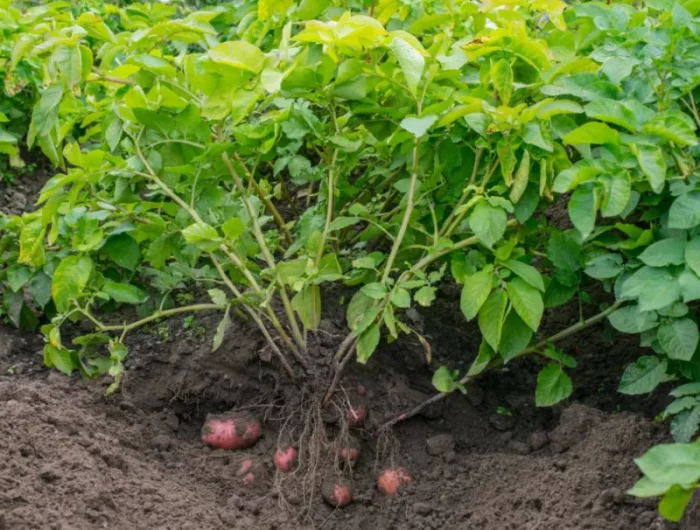 des pommes de terre anti ortie désherbant orties et ronces comment détruire les orties