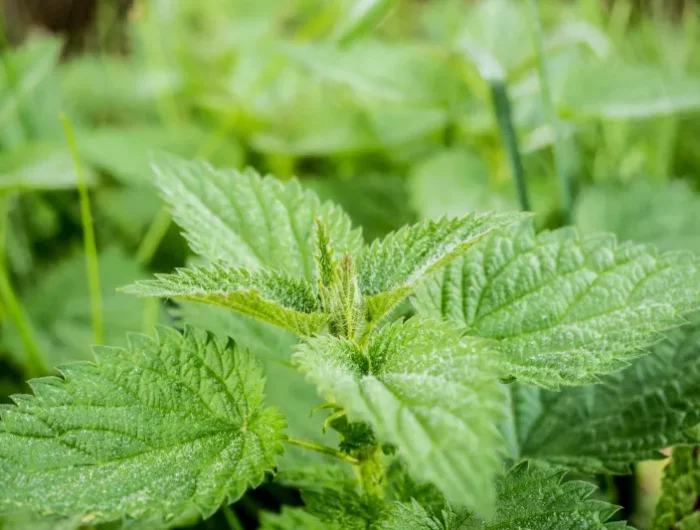 desherbant ronces et orties idée comment tuer les mauvaises herbes dans le jardin remèdes de grand mere