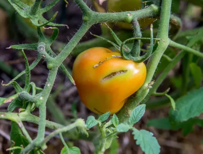 eclatement peau tomate verte feuillage causes potager