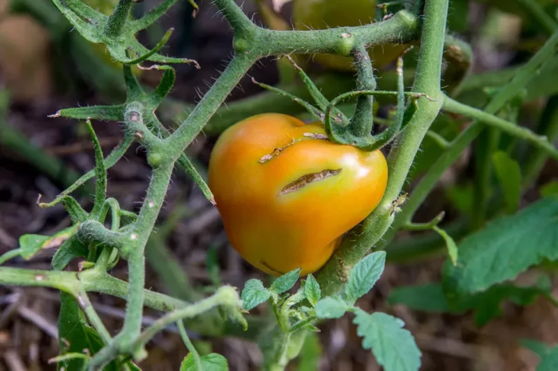 eclatement peau tomate verte feuillage causes potager