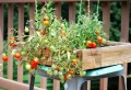 Plusieurs conseils utiles pour planter des tomates-cerises en pot !