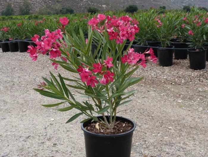 entretenir un laurier rose en pot un jardin vue de montagne en arriere