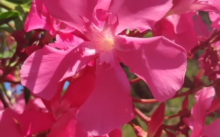 entretien du laurier rose en pot des fleurs de laurier rose