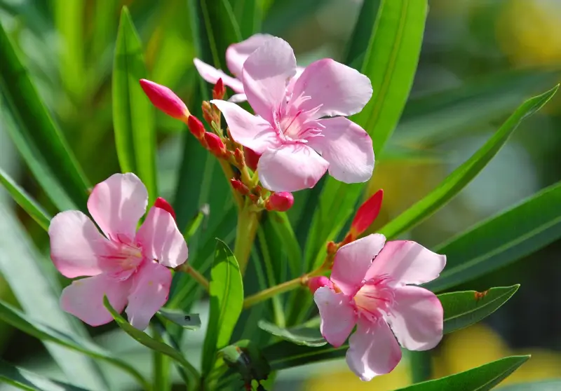 entretien laurier rose dans le jardin pour voir une floraison abondante