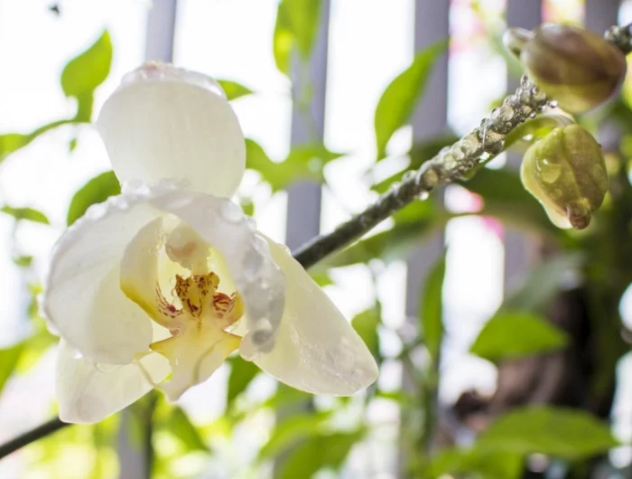 entretien orchidee arrosage traitement contre cochenille savon