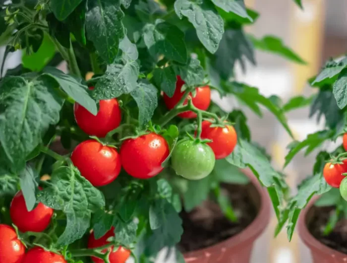 espacement pied de tomate un pot de tomates cerises mûries