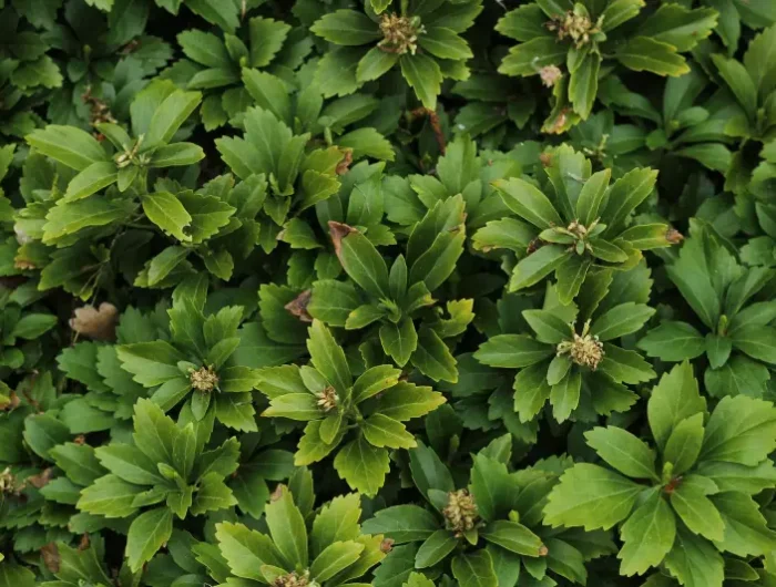 espece vegetale arbuste feuillage vert persistant caracteristiques