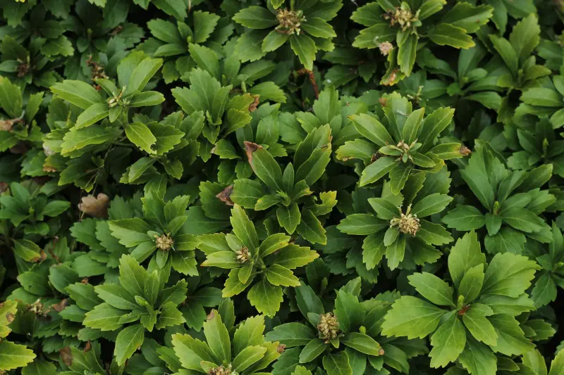 espece vegetale arbuste feuillage vert persistant caracteristiques